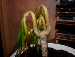 Frosne smukke Dracaena? Besparelse Rasen sammen