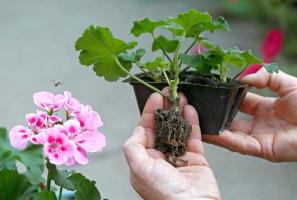 Hvordan at omplante Geranium hjem i den kolde årstid. proces Egenskaber