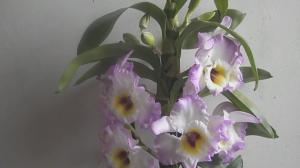 5 faktorer, der påvirker blomstrende Dendrobiums