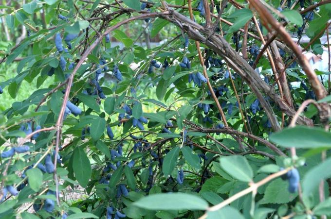 Smagen af ​​den blå kaprifolier er noget der minder om blåbær. Kan du lide det?