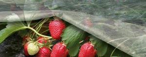 Jo bedre til at skjule jordbær om vinteren?