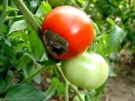 Hvordan skal man behandle med den apikale rådne tomater, og hvorfor det ser ud.