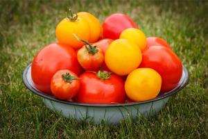 Duftende sorter af tomater, som jeg vil sætte på næste år