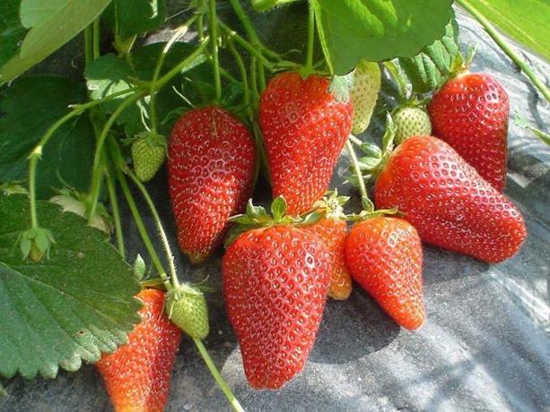 Remontant jordbær (Foto fra internettet)
