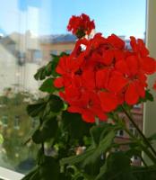 Mysteriet om den frodige blomstrende geranium