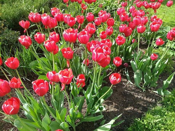 Blomsterbed med tulipaner i sollys i maj