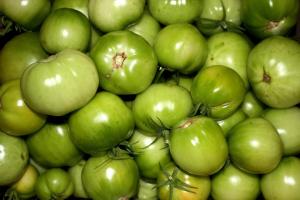 Kan jeg indsamle de grønne tomater, og lagde sig på deres modning.