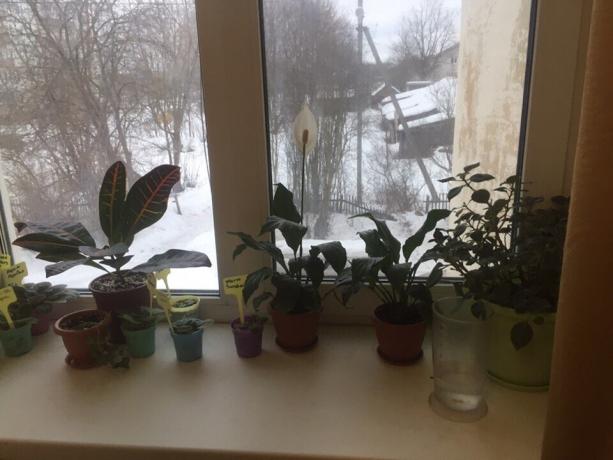 Potteplanter i vindueskarmen i mit soveværelse. Tre af dem vil snart sige farvel!