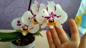 Er det muligt at holde i huset orkidé