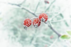 Hvad er faren i vinter optør?