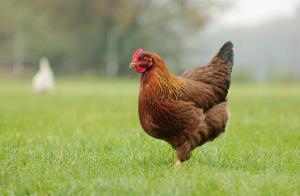 Gødning fra kylling eller fugleklatter. Hvordan at lave mad ordentligt?