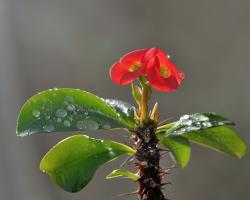 Euphorbia (spurge) - tips om pleje