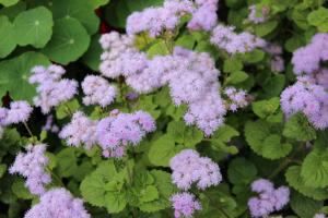 5 bedste blomster til haven med en behagelig duft