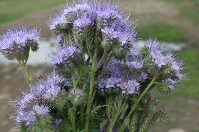 Phacelia har vidunderlige egenskaber plantesundhedsområdet