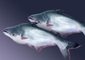 Pangasius fisk: de gode og de vurderinger