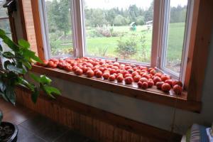 Pour-ka 4 korrekte måder at fremskynde modning tomater i vindueskarmen