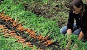 Korrekt plantning gulerod: effektiv metode til at forøge spiring og høst
