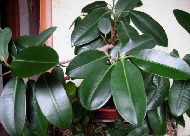 Ficus - en klassiker i genren indenlandske blomsterdyrkning. Jeg kan virkelig godt lide Ficus benjamina, men begynderen vil være svært med ham. Men den slags gummi vil præsentere ingen overraskelser! Foto: cdn.intesense.ru