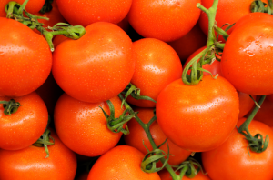 Tomat sorter, der er resistente over for Phytophthora. Mærkning på emballagen