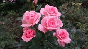 Roser i haven for de "Dummies": 5 regler for dem, der beslutter at plante en blomst