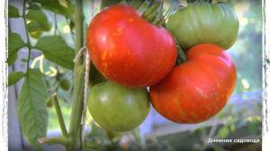 6 af de bedste sorter af tomat til drivhus og åben mark