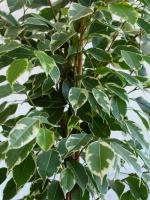 Hvorfor Ficus benjamina bladene falder? Simple tips om hvordan man bevare den rige krone