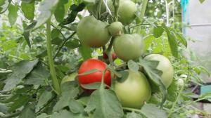 Pleje af tomater i august, med kendskab til sagen. Frugtsætning til det maksimale