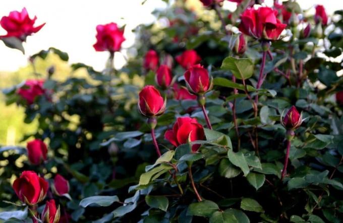 Grow duftende rose er ikke svært, hvis du ved "hvad det er." Foto: alena-flowers.ru