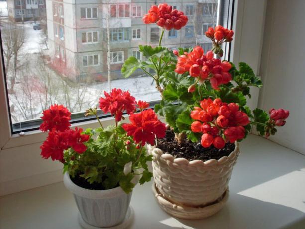 Bright geranium på karmen (cvetnik.me)