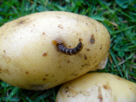 Sådan beskytter kartofler fra smælderlarve: og hvorfor er det ingen gættet