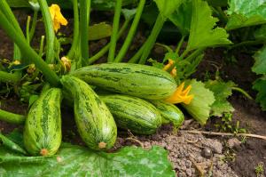 August - tid foder zucchini i haven for en stor og velsmagende høst