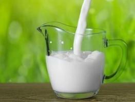 Gedemælk: nyttige egenskaber og kontraindikationer