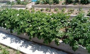 Den unikke metode til dyrkning af kartofler - et sugerør