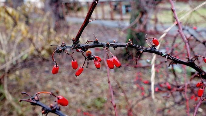Kvist berberis i det sene efterår (fotokto.ru)