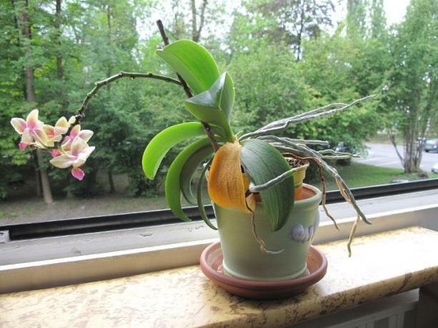 Det billede, der skræmmer mange ejere af orkideer