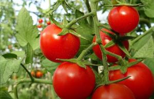 Som hævn for tomater stress, min erfaring