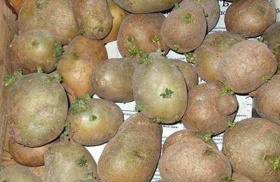 Kartofler efter grønnere næppe sårbare over foråret og hurtigt lade boring