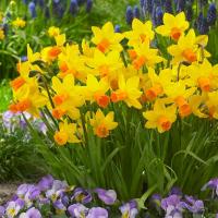 Rough og hyppige fejl i pleje af påskeliljer i et blomsterbed