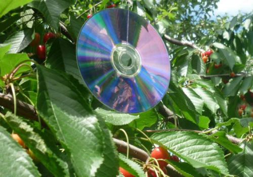 CD på kirsebær