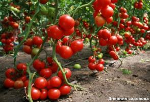 Hvornår og hvordan du fjerner bladene fra tomat