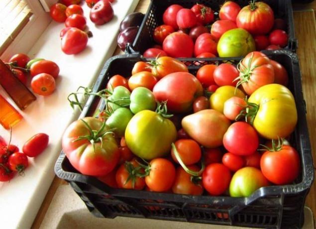 Modner tomater (fermilon.ru)