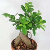 Pleje Ficus Ginseng hjemme