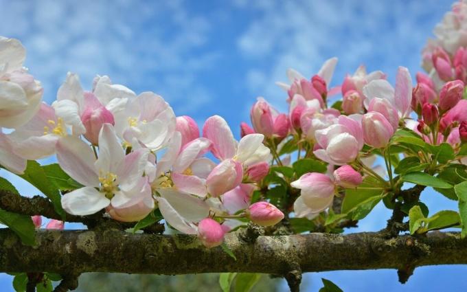 Æbleblomster - et af symbolerne på foråret kom!
