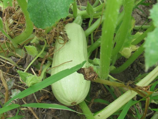 En anden voksende zucchini i min have af