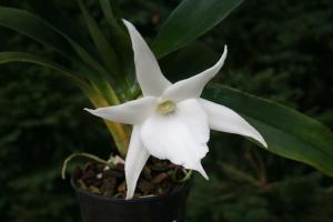 Angraecum - plantesamlere. hemmeligheder voksende