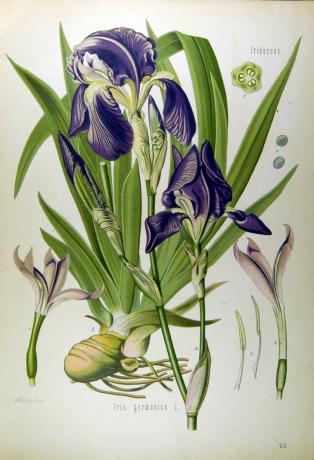 Köhler, H. A. | Iris germanica, Medizinal-Pflanzen, 1887 