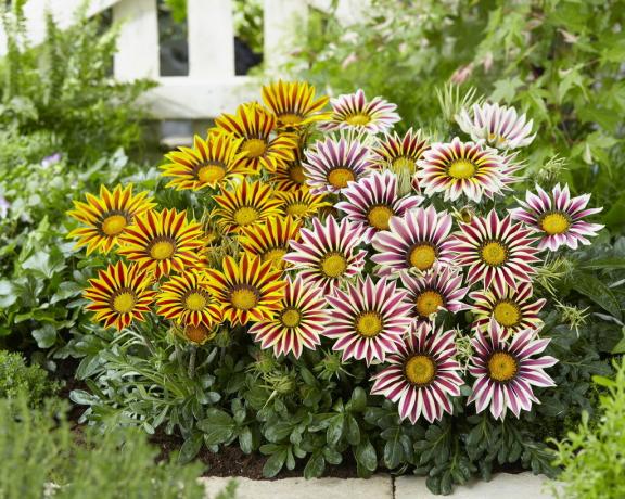 Gazania - blomst til optimister! se: http://snaplant.com