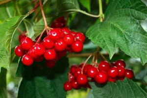 Viburnum rød - super sunde bær. Sådan håndtere og opbevare vinter