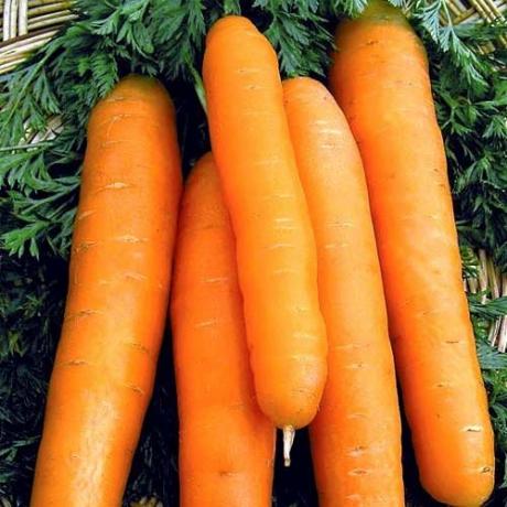 sorter af gulerødder, "Nantes 4" (abekker.ru)