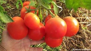 Forøge udbyttet og antallet af ovarier hos tomater